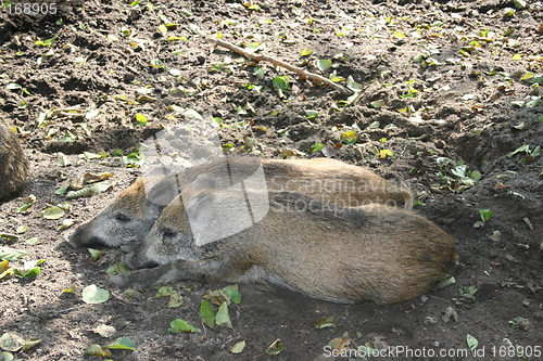 Image of wild boars