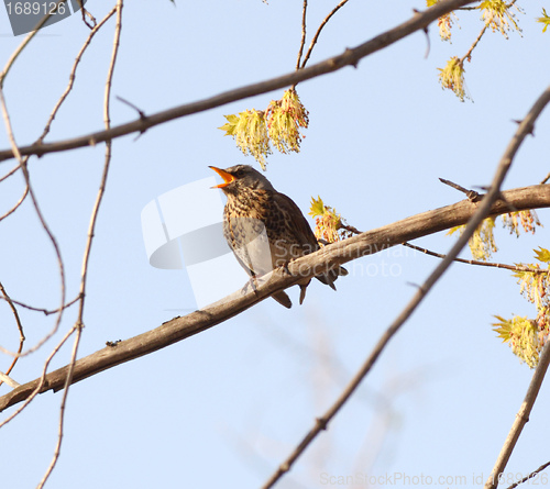 Image of song thrush