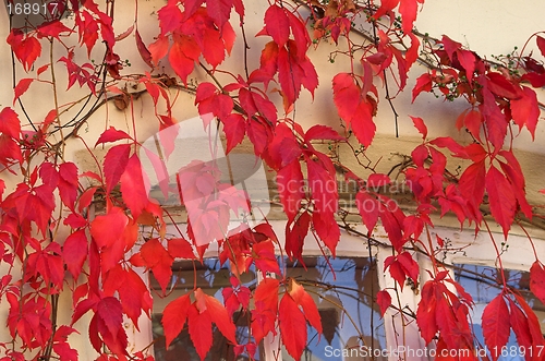 Image of Autumn colours