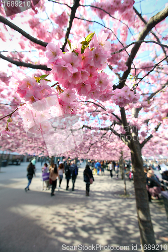 Image of Cherry-trees, Stockholm, Sweden