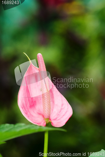 Image of pink arum lily