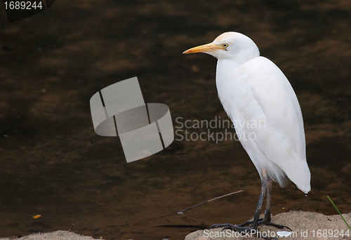 Image of white cattle egret