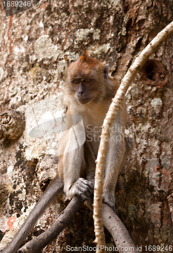 Image of macaque monkey in tree