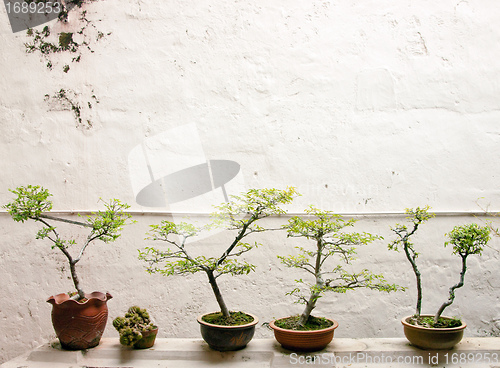 Image of bonsai trees