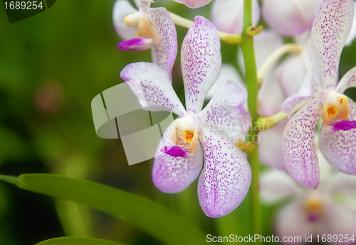 Image of beautiful orchid flowers