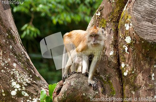 Image of macaque monkey in tree