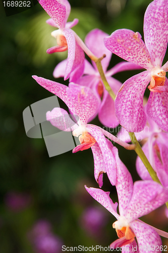 Image of pink orchid flowers