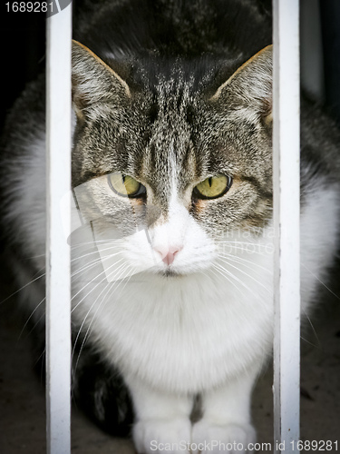 Image of cat watching