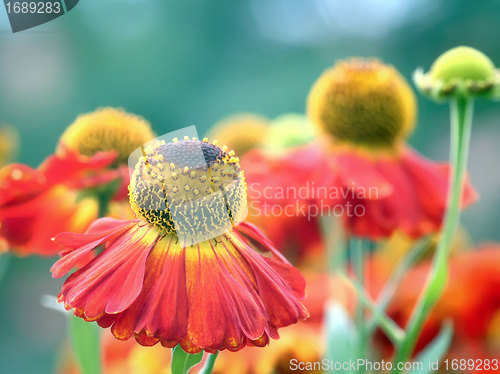 Image of Helenium