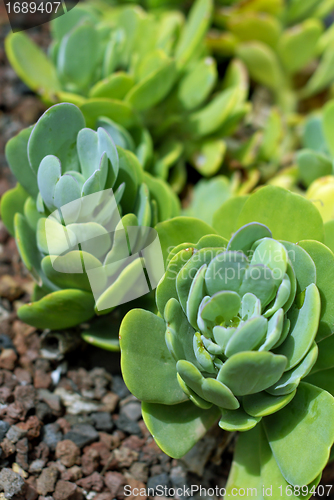 Image of Succulent Plants