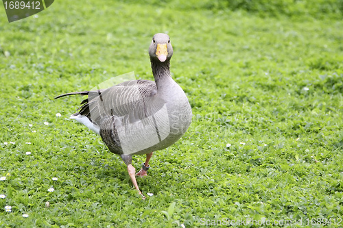 Image of grey goose