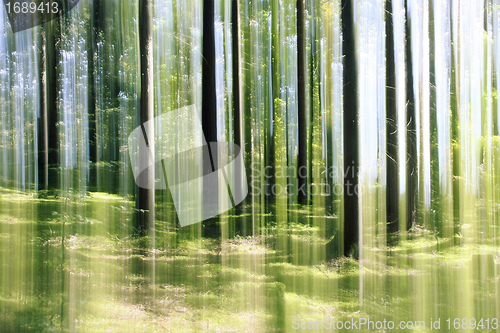 Image of forest vertical motion blur