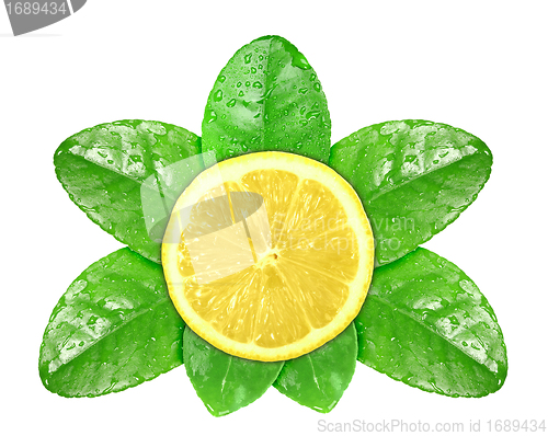 Image of Lemon fruit on green leaf with dew