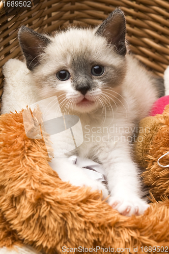 Image of Adorable small kitten in wicker basket 