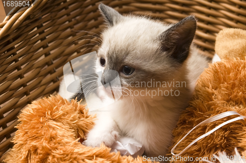 Image of Adorable small kitten in wicker basket 