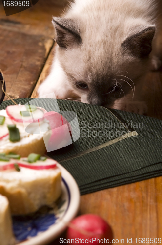 Image of Adorable small kitten and breakfast