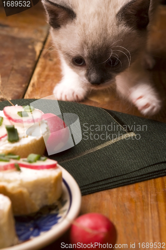 Image of Adorable small kitten and breakfast