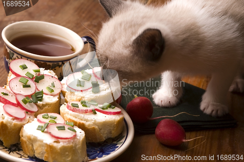 Image of Adorable small kitten and breakfast