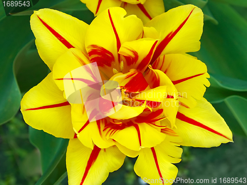 Image of Yellow tulip flower close up