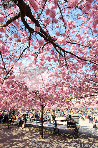 Image of Cherry-trees, Stockholm, Sweden