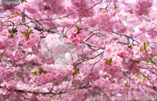 Image of Cherry blossom