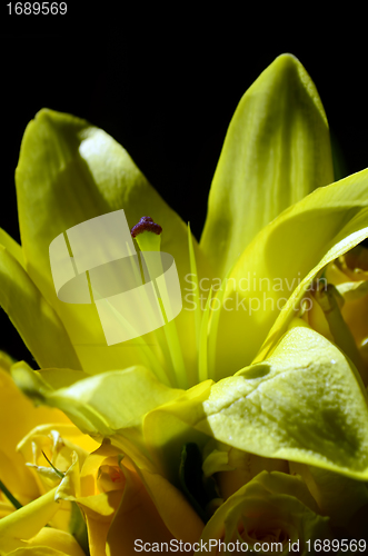 Image of Wedding Bouquet