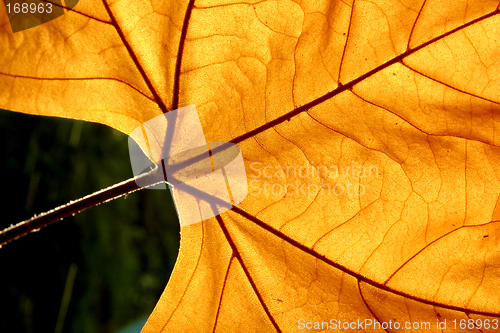 Image of Autumn leaf