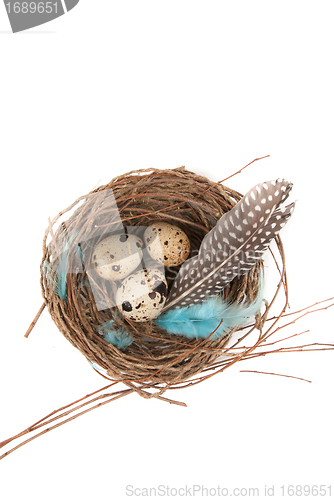 Image of quail eggs