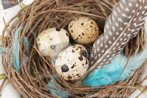 Image of quail eggs