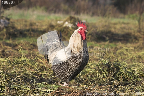 Image of Chicken