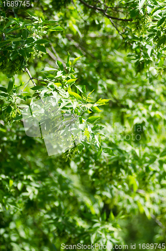 Image of green leaves background
