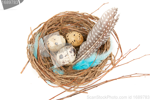 Image of quail eggs