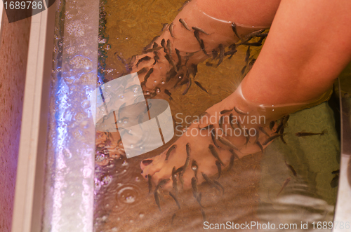 Image of Fish spa pedicure