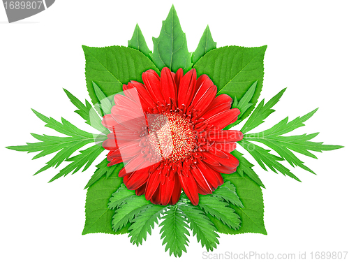 Image of Red flower with green leaf
