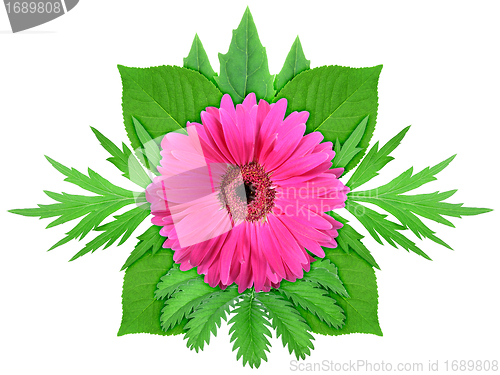 Image of Purple flower with green leaf