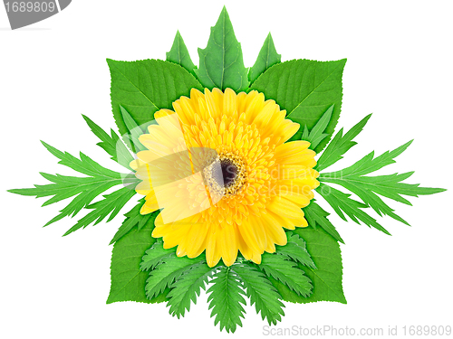 Image of Yellow flower with green leaf