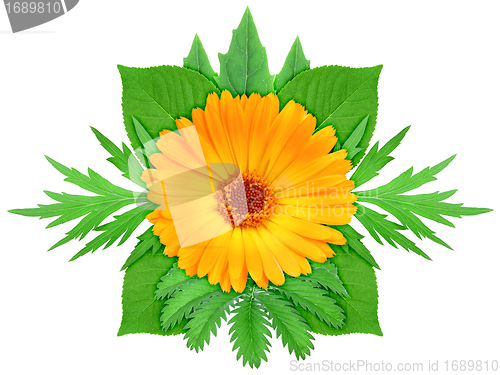 Image of Orange flower with green leaf