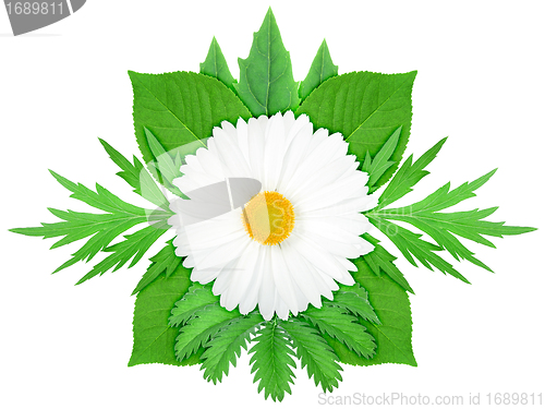 Image of White flower with green leaf