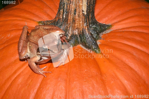 Image of Toad on the Pumpkin