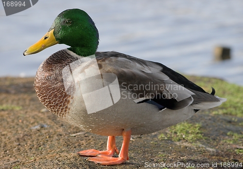 Image of Mallard