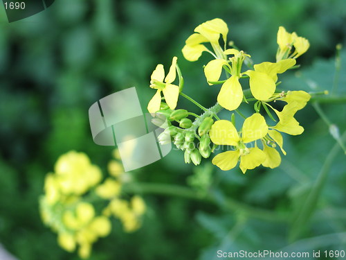 Image of Flower on focus