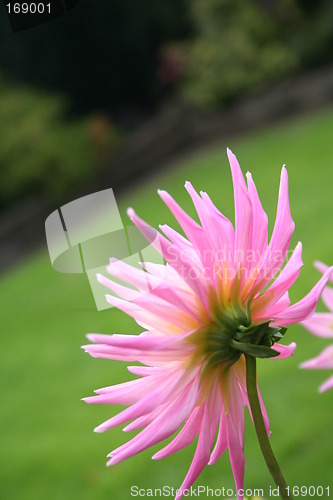 Image of Pink dahlia