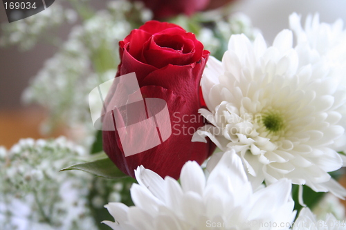 Image of Red rose among white crysanthemum