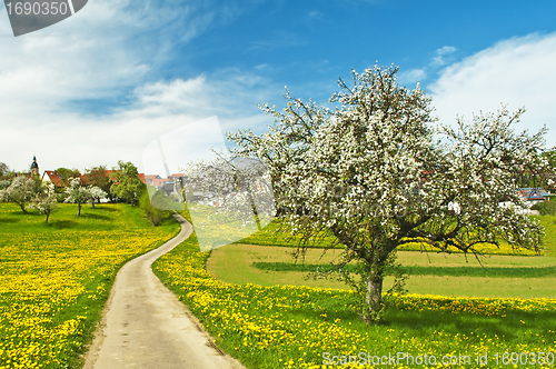 Image of blooming fruit tree with village