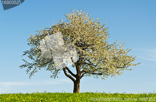 Image of blooming fruit tree