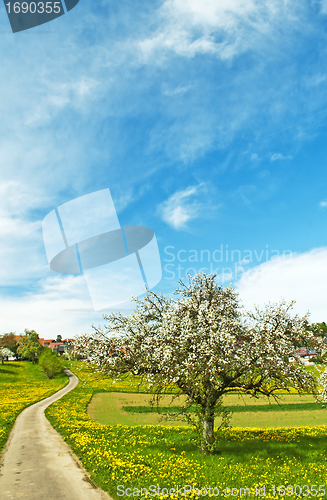 Image of blooming fruit tree with village