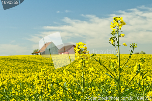 Image of mustard with old farmhouse