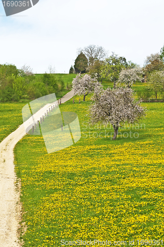 Image of blooming fruit tree