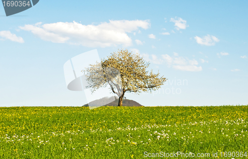 Image of blooming fruit tree
