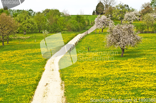 Image of blooming fruit tree